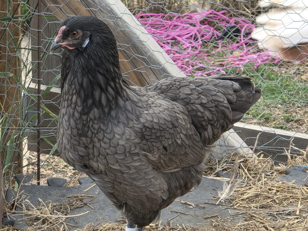 Dark grey easter egger chicken
