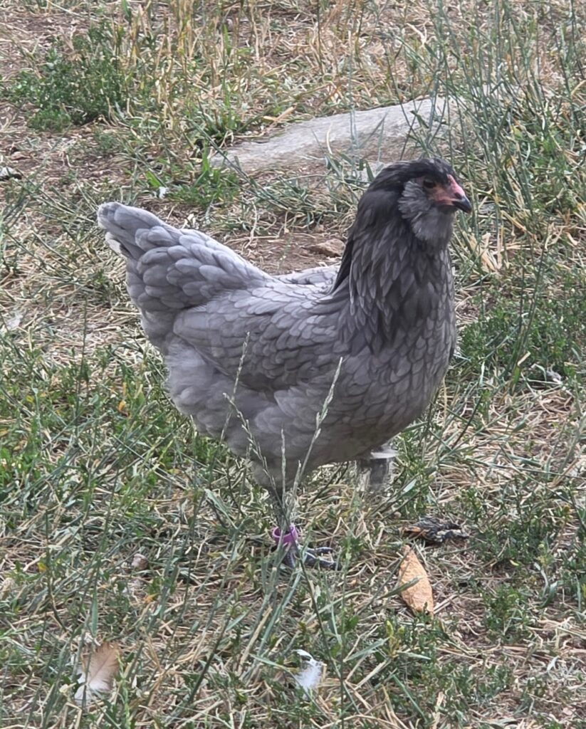 Light grey easter egger chicken