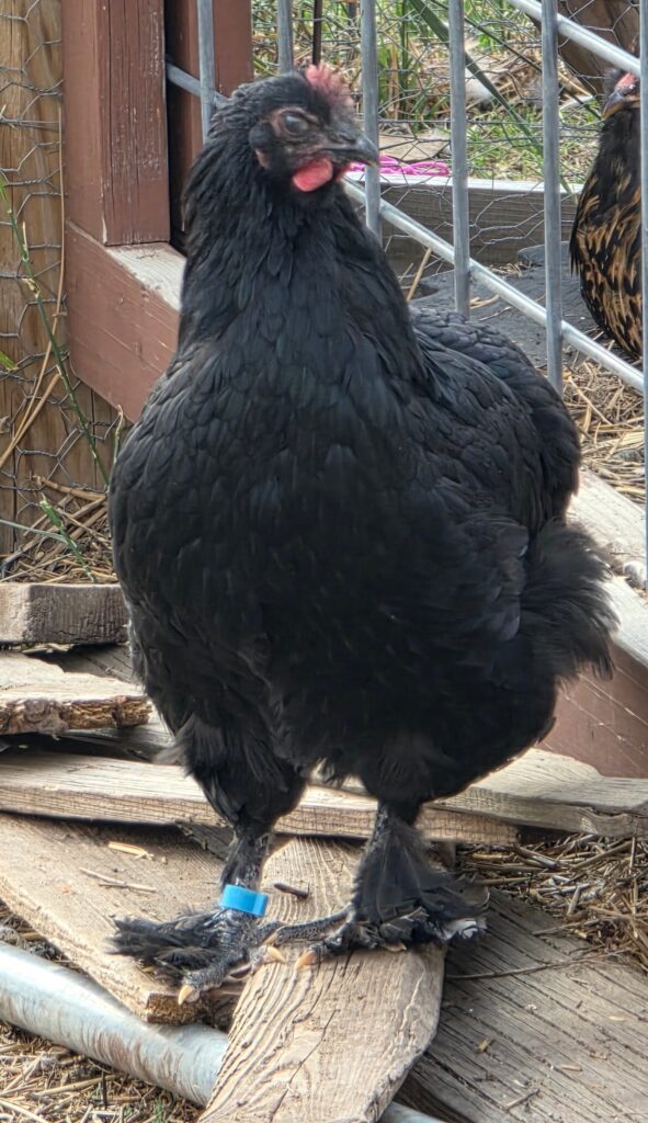 Black french maran chicken