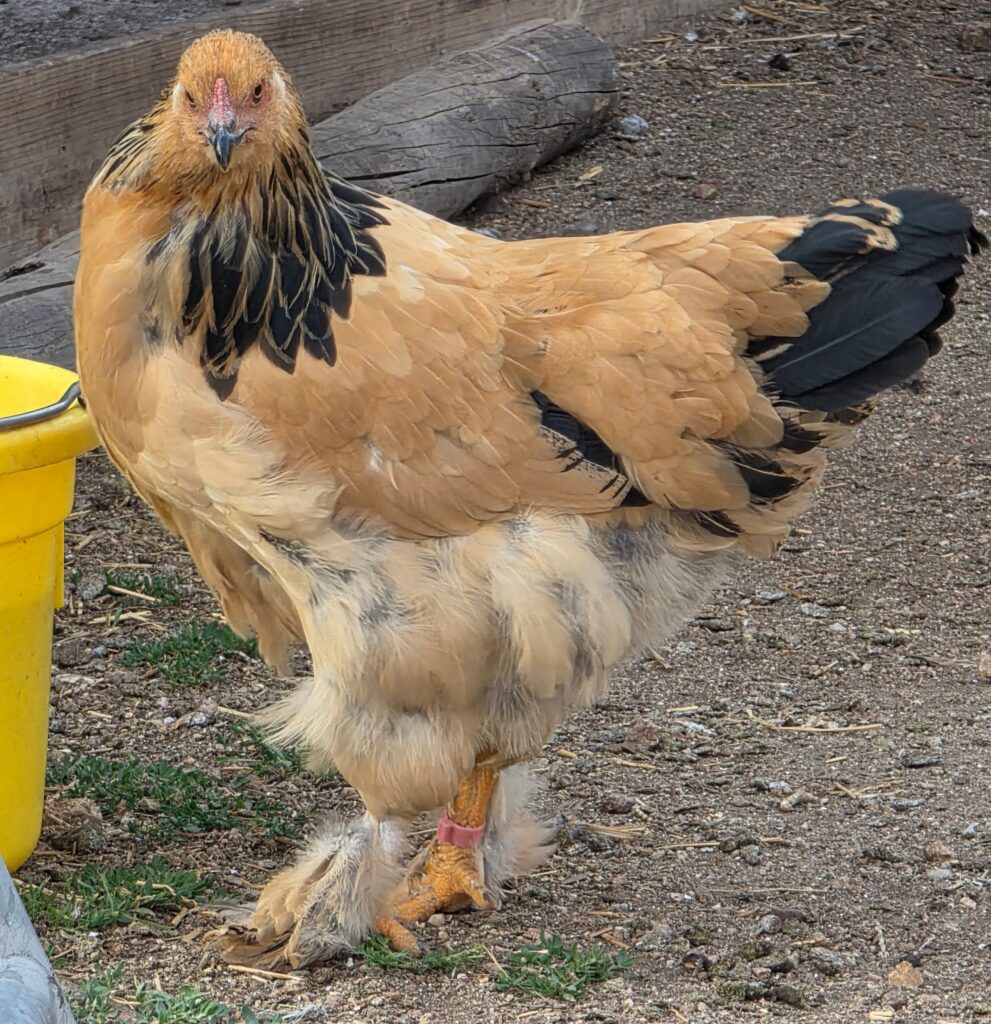 Buff brahama chicken