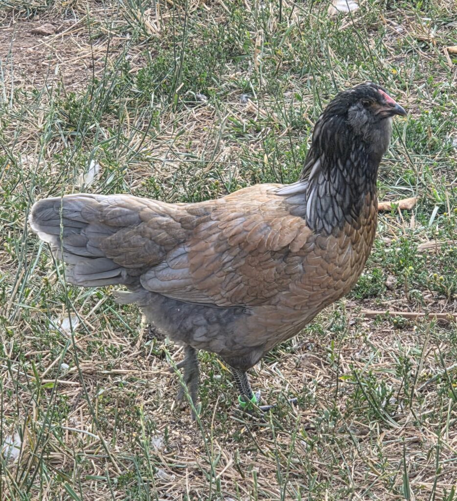 Light brown and grey easter egger chicken