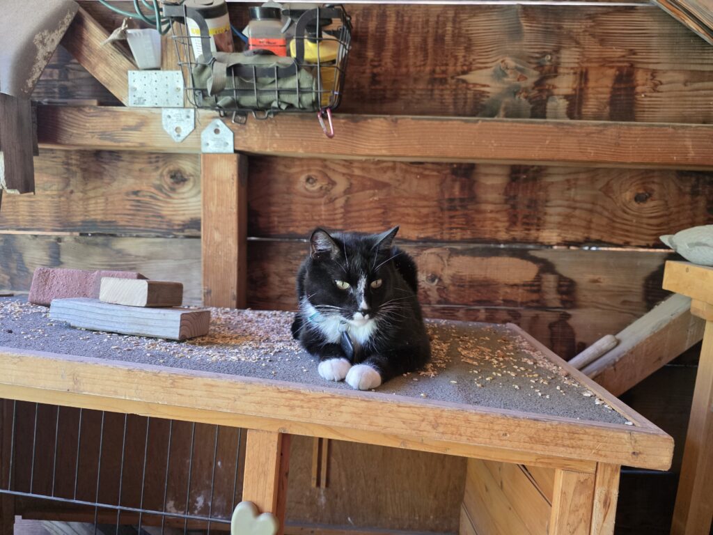 Tuxedo cat in barn