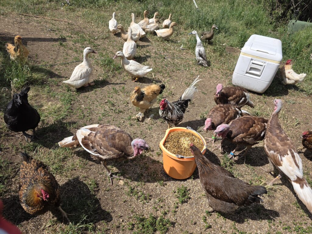 Image of menagerie, chickens, ducks and turkeys