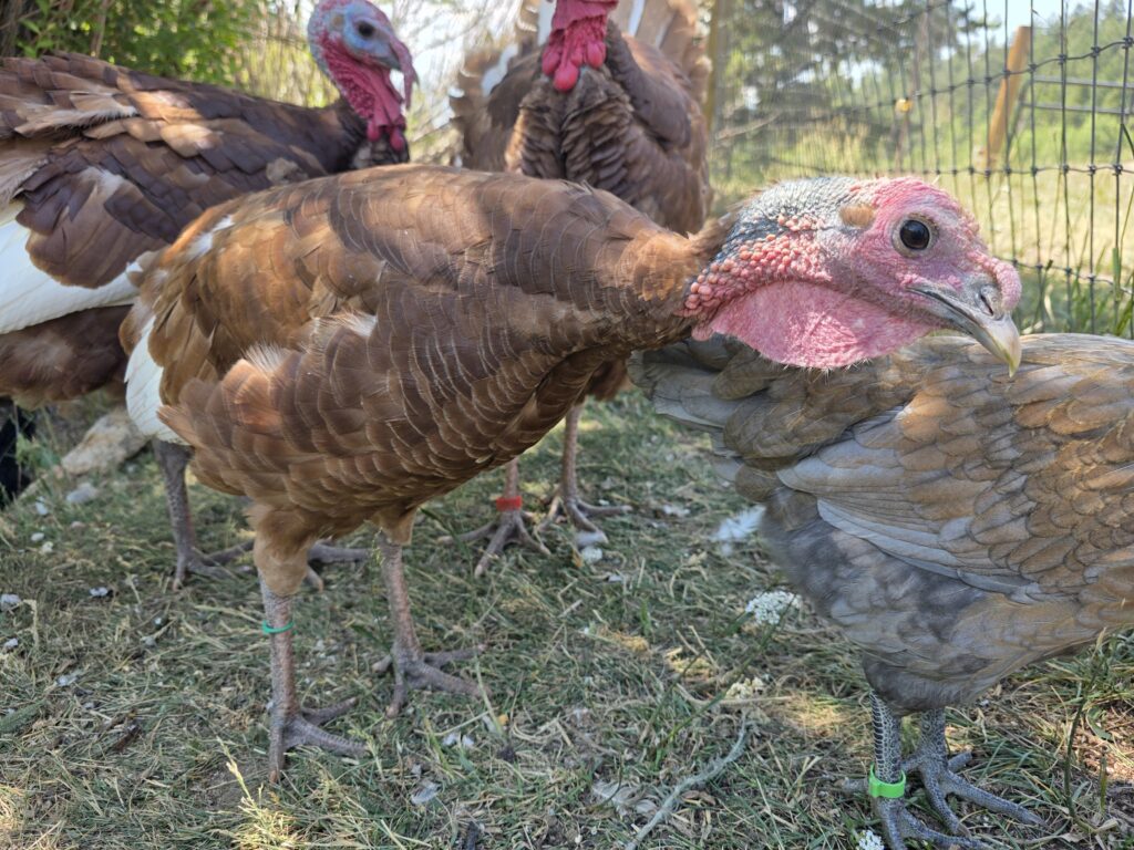 Red bourban heritage turkey