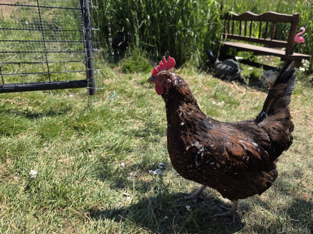 Speckled sussex chicken