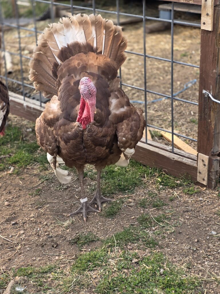 Red bourban heritage turkey