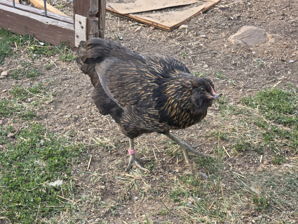 Brown and black easter egger chicken