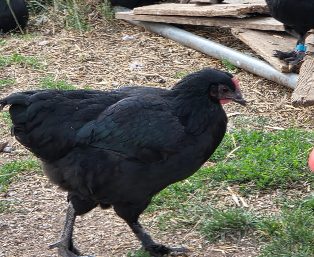 French black maran chicken