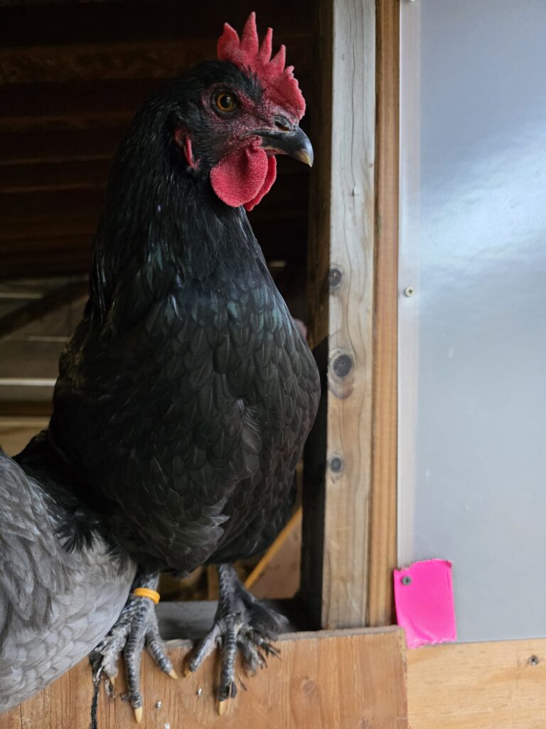 French black maran chicken