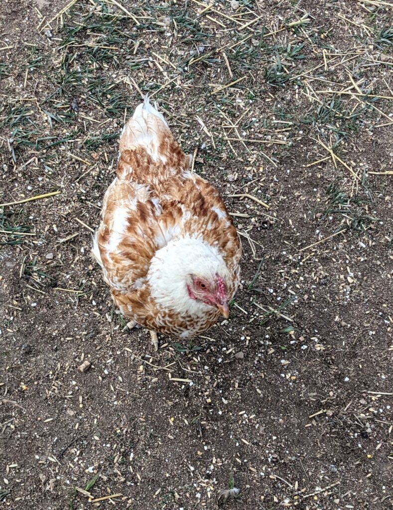 Red laced cornish chicken