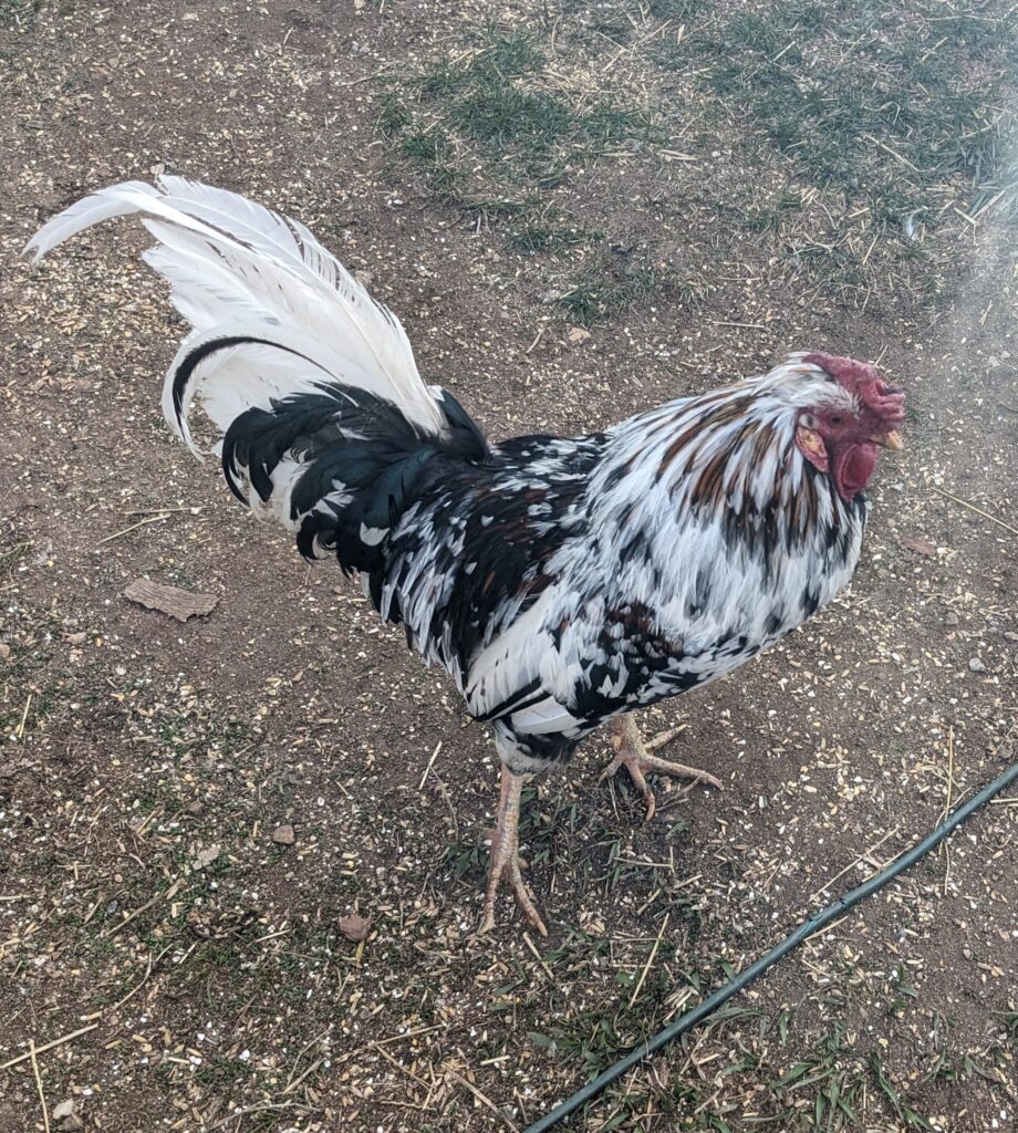 Black and white Icelandic rooster