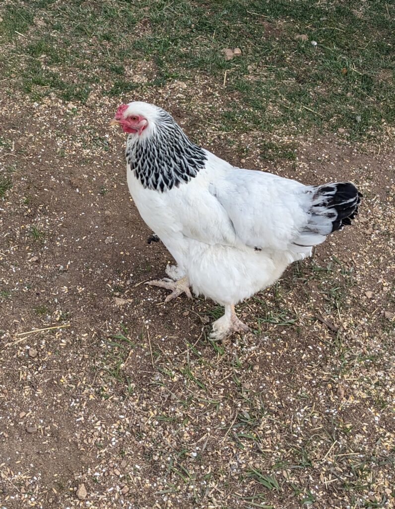 White brahama chicken