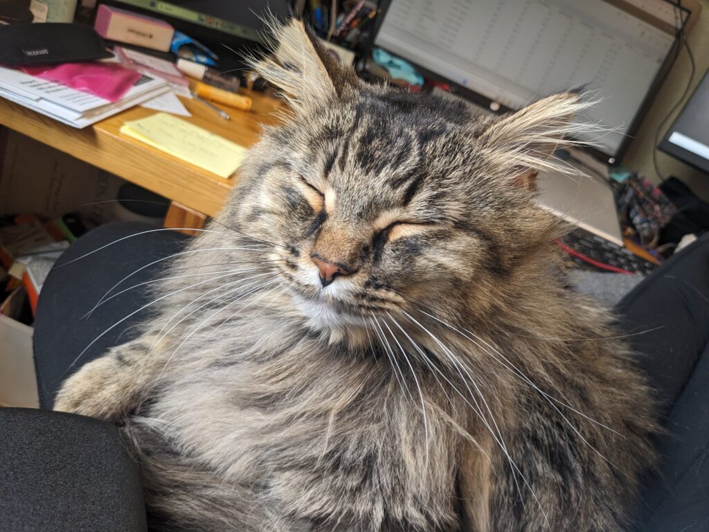 Long haired tabby cat