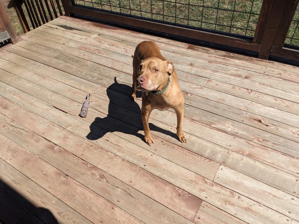 Muscle bred of dog on deck in the sunlight